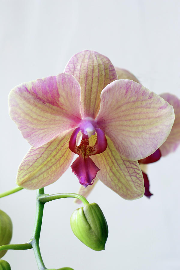 Moth Orchid Flower Photograph by John Devries/science Photo Library ...