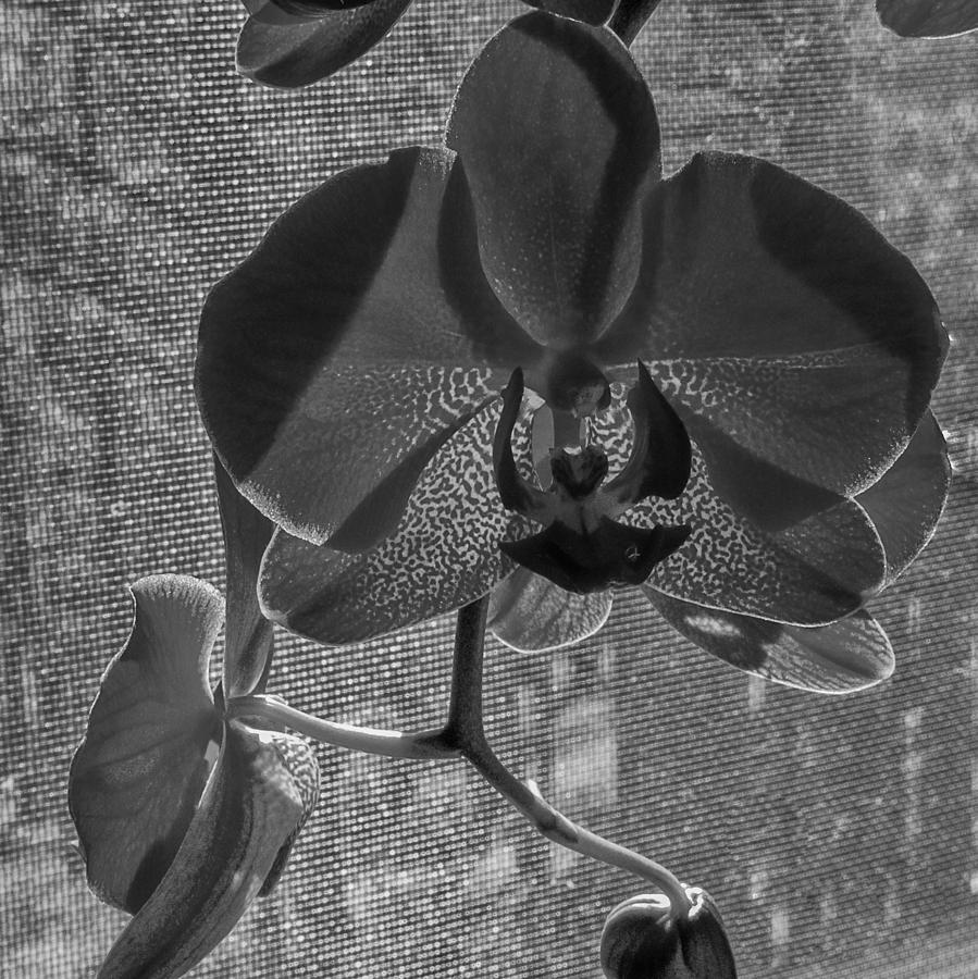 Moth Orchid in Window Photograph by Ron White