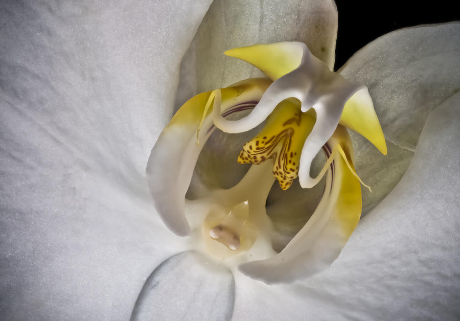 Moth Orchid Inverted Photograph by Ron White