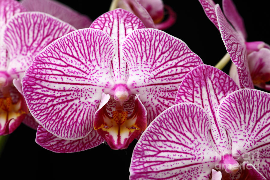 Moth Orchid Patterns Photograph by James Brunker