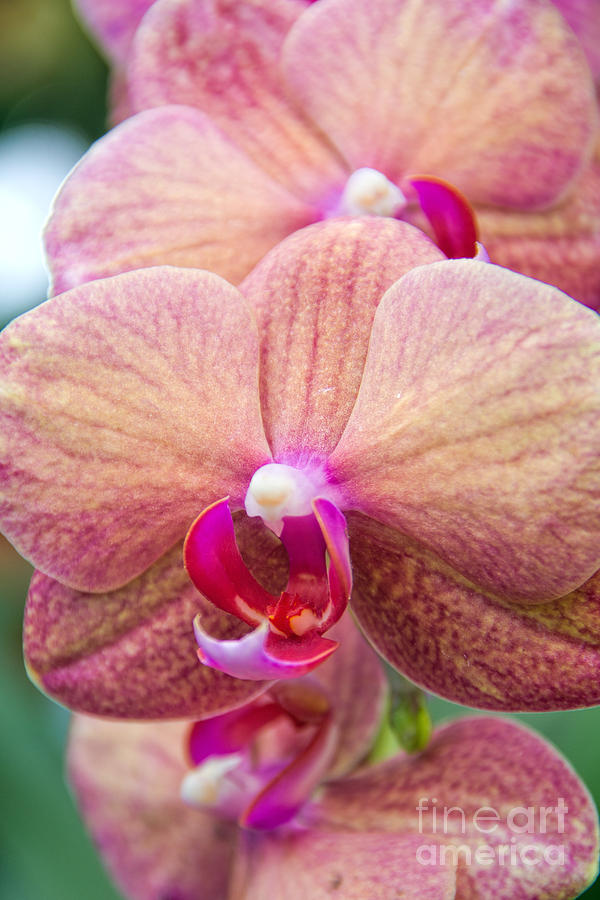 Moth Orchid Photograph by Jemmy Archer