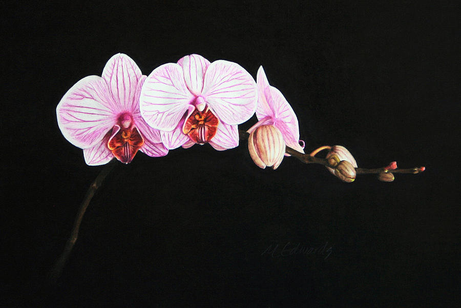 Flower Drawing - Moth Orchid by Marna Edwards Flavell