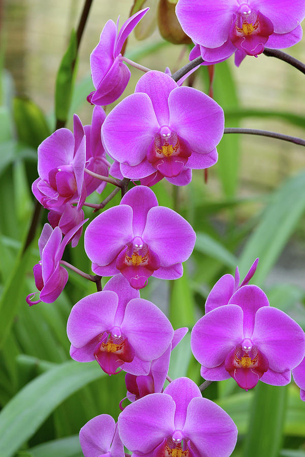 Moth Orchids (phalaenopsis 'lennestadt') Photograph by Neil Joy/science ...