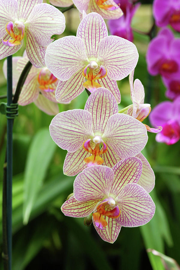 Moth Orchids (phalaenopsis 'showpiece') Photograph by Neil Joy/science ...