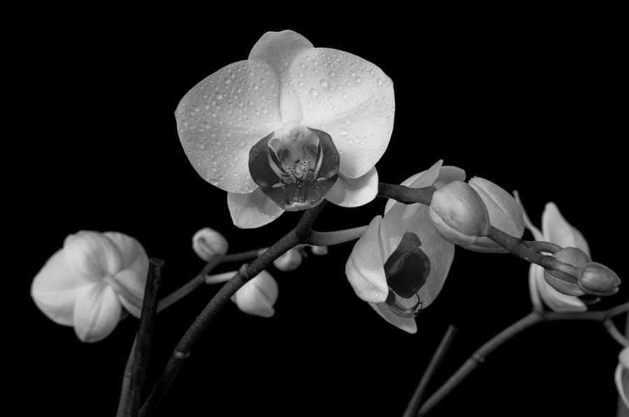 Moth Orchids Photograph by Ron White