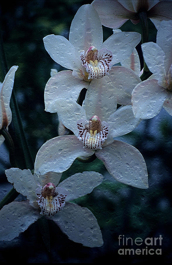 Moth Orchids Photograph by Sharon Elliott