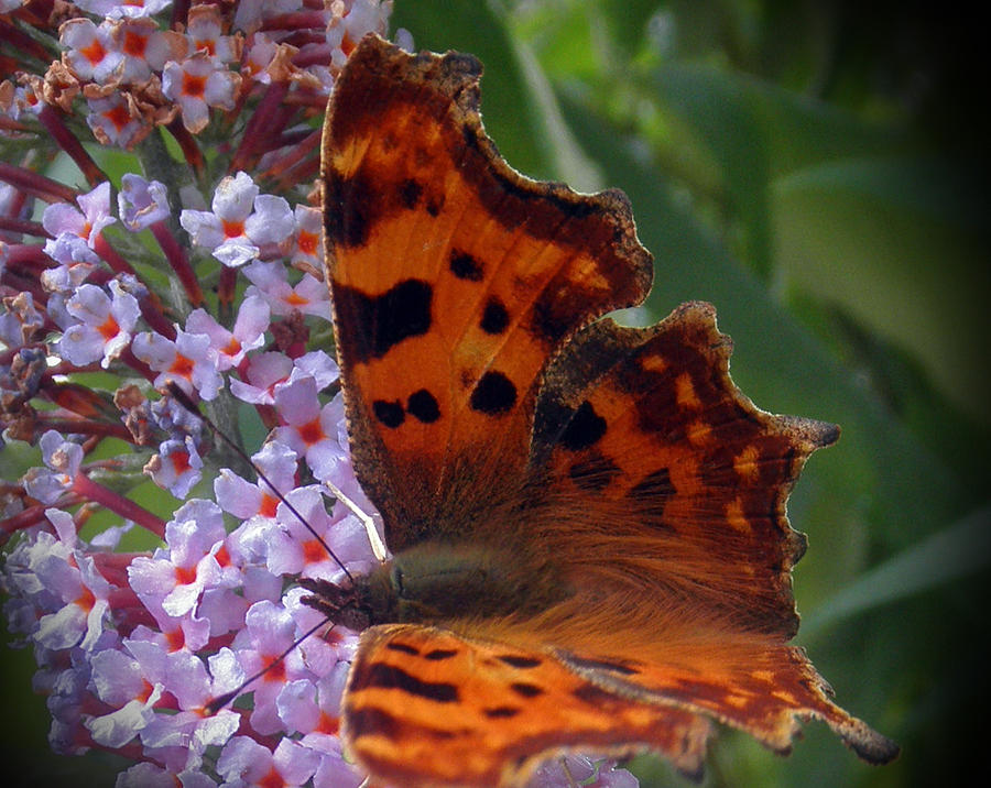 Butterfly Photograph - Moth by Russ Murry