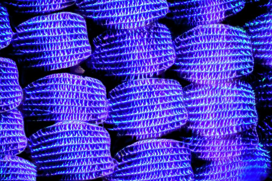 Moth Wing Scales Photograph by Frank Fox/science Photo Library