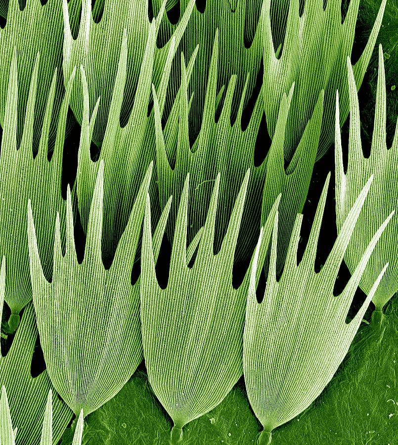 Nature Photograph - Moth Wing Scales by Kevin Mackenzie / University Of Aberdeen / Science Photo Library