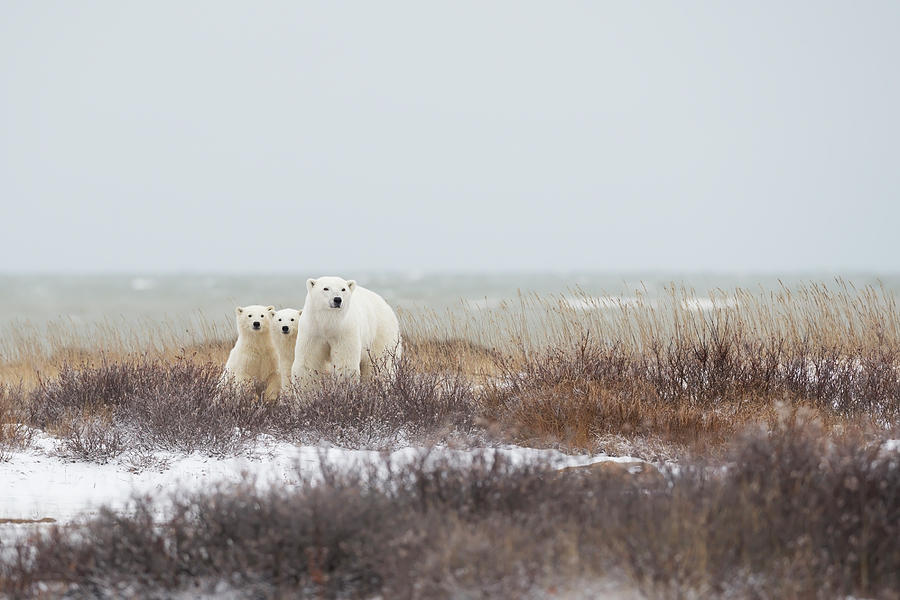 Winter Photograph - Mother & Cubs At The Seaside by Marco Pozzi