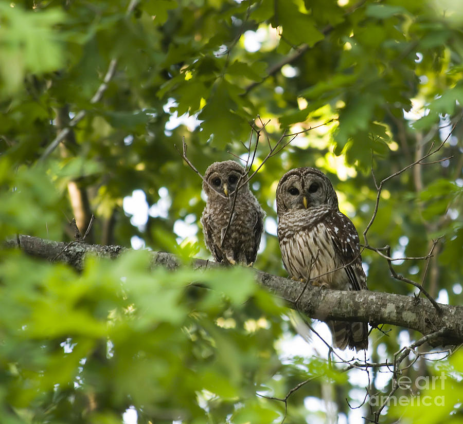 Mother and Baby Barred Owl Photograph by Jill Lang