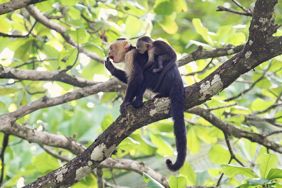Parenthood Movie Photograph - Mother and Baby Capuchin Monkeys by Peggy Collins