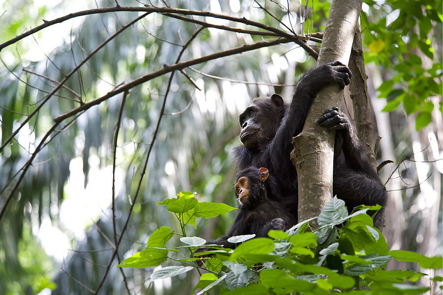 Mother and Baby Chimpanzee, wildlife shot, Gombe National Park,Tanzania Photograph by Guenterguni