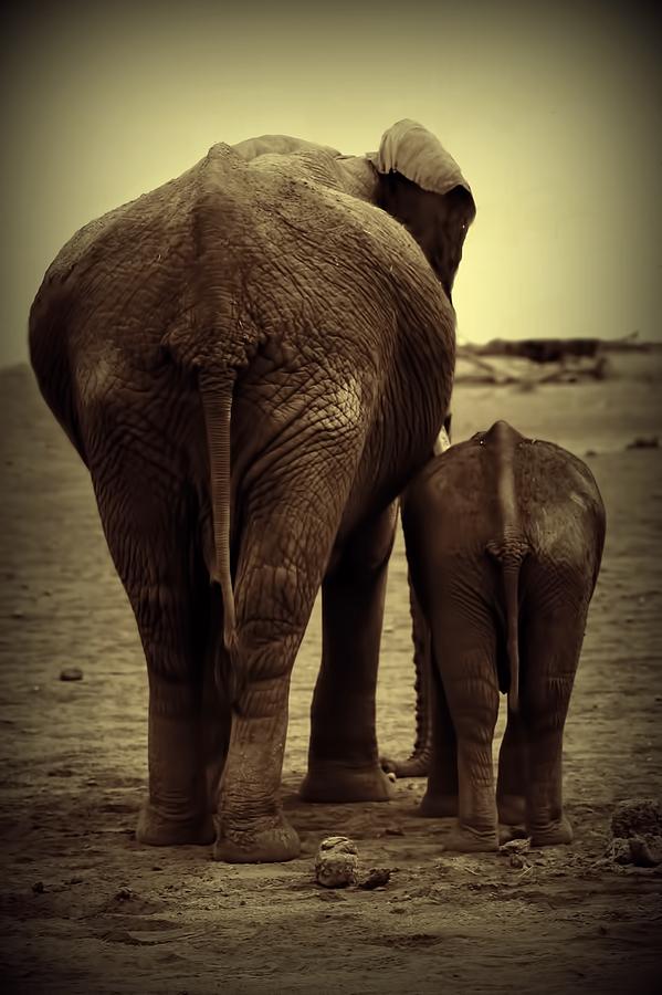 Mother And Baby Elephant In Black And White Photograph by Amanda Stadther