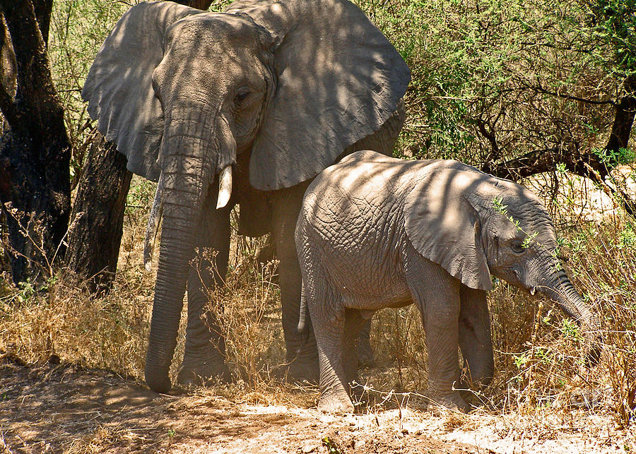 Mother and Baby Elephant Photograph by Louise Peardon