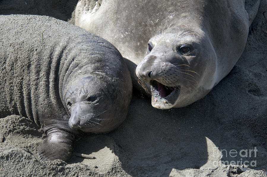 Mother And Baby Elephant Seal Photograph By Mark Newman