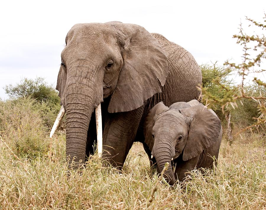 Mother and Baby Elephants Photograph by Nian Chen - Fine Art America