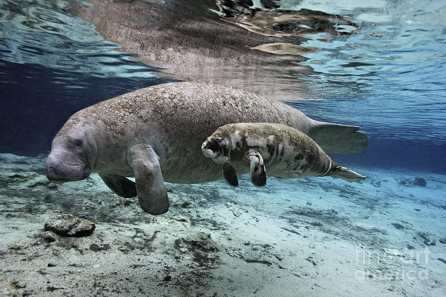Mother And Baby Florida Manatees Together In Florida Spring Photograph By Brandon Cole