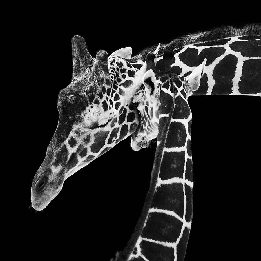 Animal Photograph - Mother and Baby Giraffe by Adam Romanowicz
