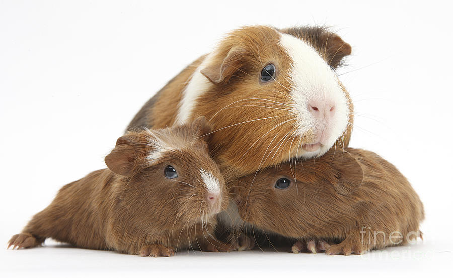 Mother And Baby Guinea Pigs Photograph by Mark Taylor