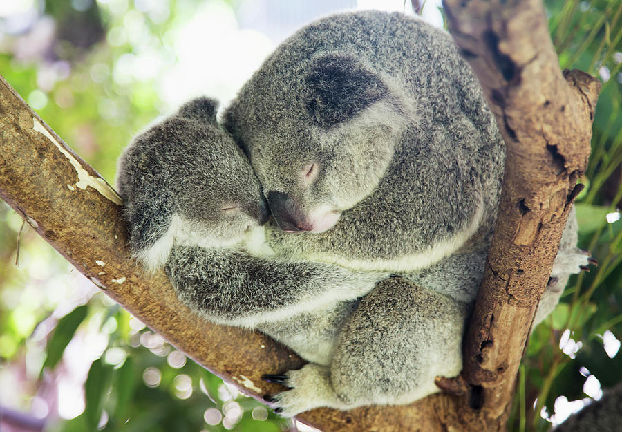 koala bear baby in pouch