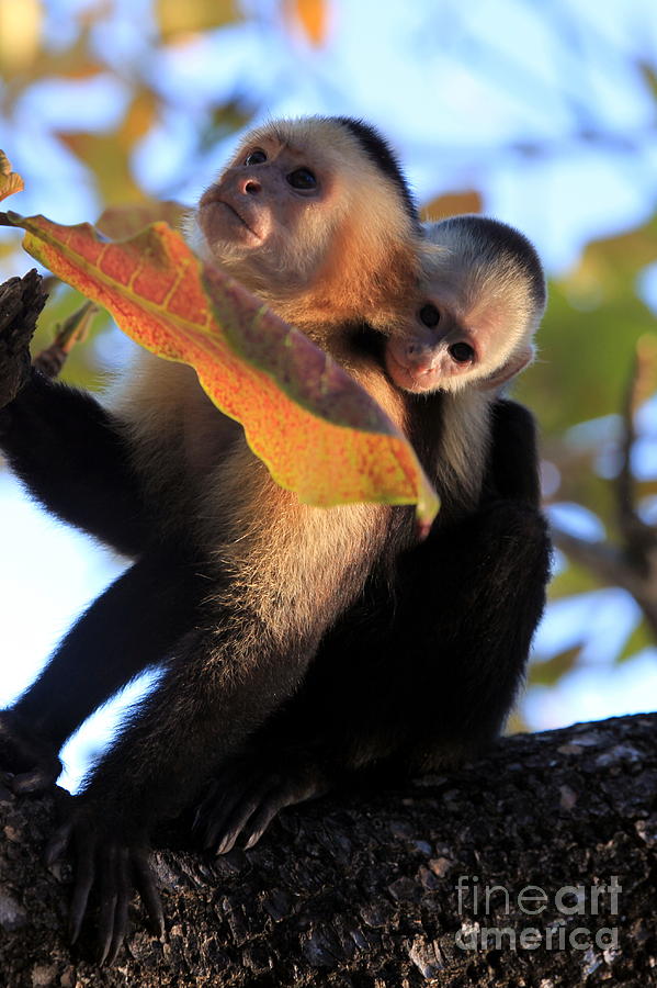 Nature Photograph - Mother and Baby Monkeys by Sophie Vigneault