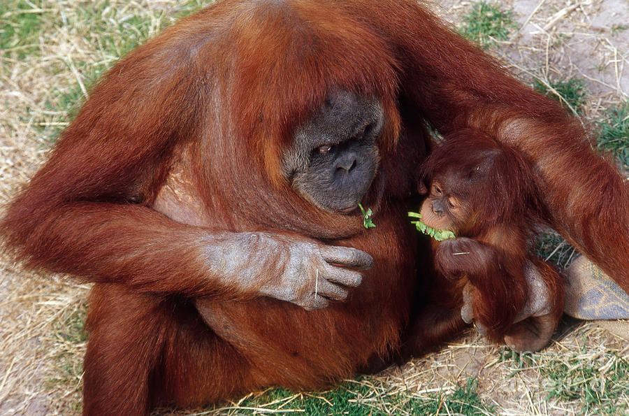 Mother And Baby Orangutans Nibbling Photograph by Gregory G. Dimijian, M.D.