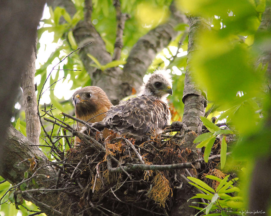 Mother and Baby Red Shouldered Hawk Photograph by Jai Johnson