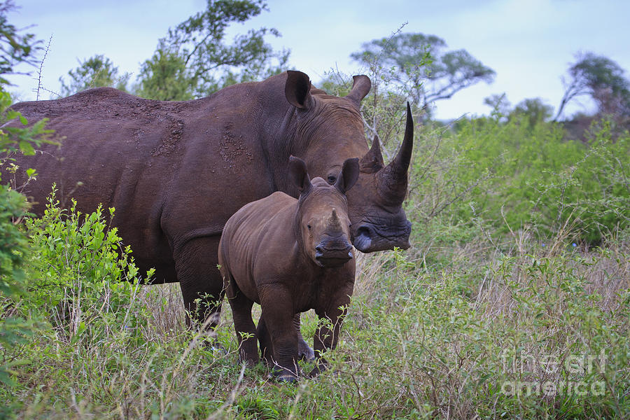 Mother and Baby Rhino Photograph by Jennifer Ludlum