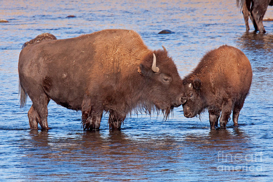 Mother and Calf Bison in the Lamar River in Yellowstone National Park Photograph by Fred Stearns