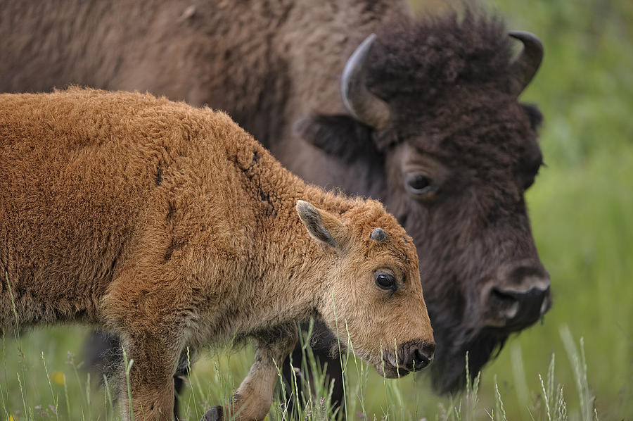Mother and Calf Bison Photograph by Paul W Sharpe Aka Wizard of Wonders