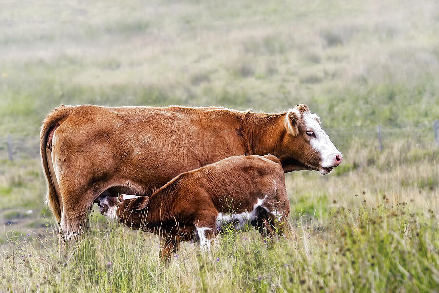 Unique Photograph - Mother  and Calf by Marcia Colelli