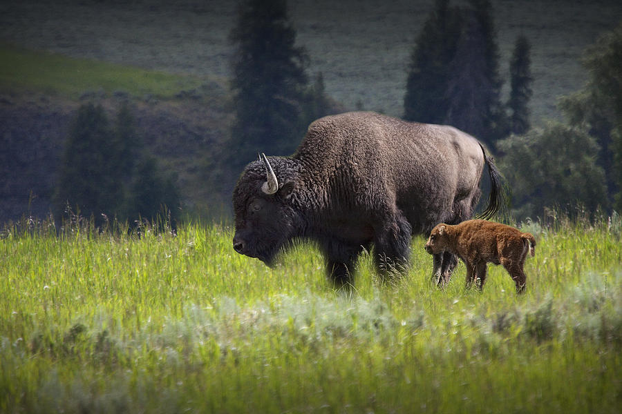 Yellowstone National Park Photograph - Mother and Child Bison by Randall Nyhof
