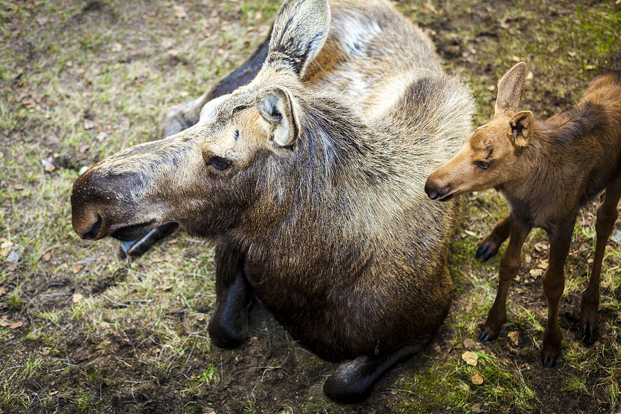 Mother and Child Moose Photograph by Kyle Lavey