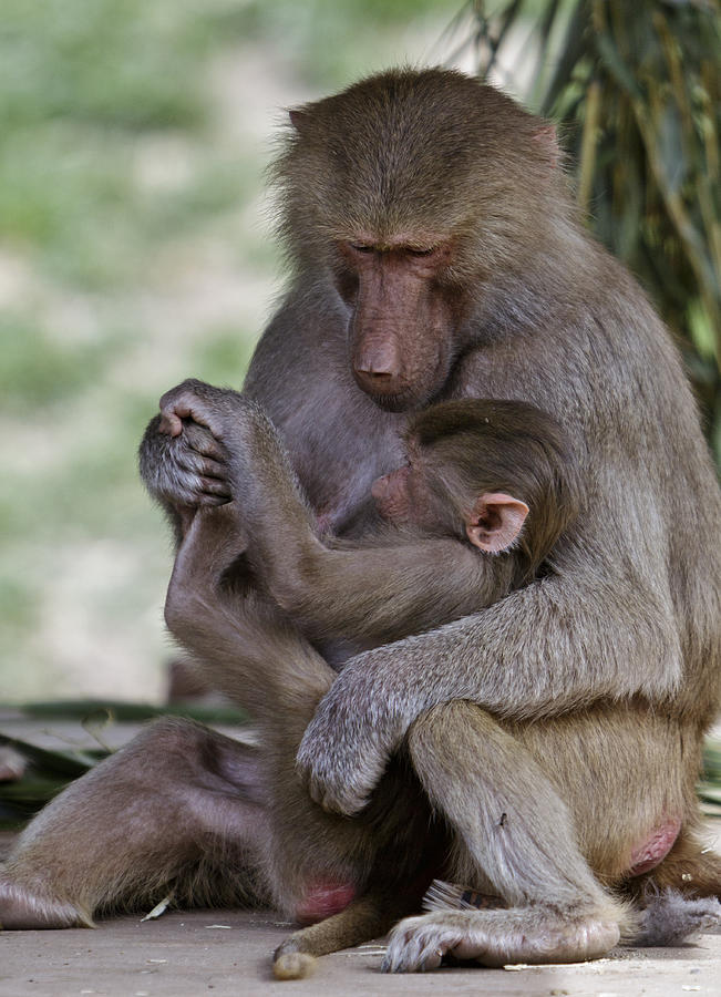 Wildlife Photograph - Mother And Child by Her Arts Desire