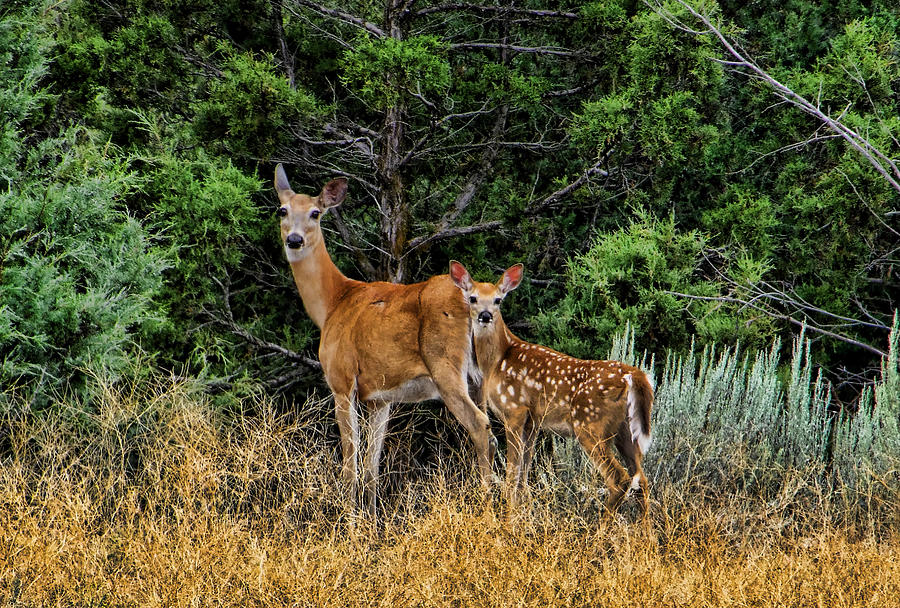 Mother and Child Photograph by Ron Roberts