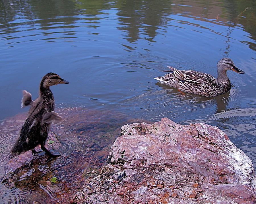 Duck Photograph - Mother and Child by Rona Black