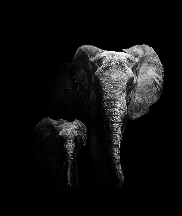 Elephant Photograph - Mother And Child by Wildphotoart