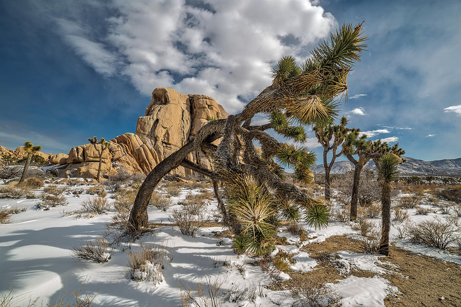 Joshua Tree National Park Photograph - Mother and Chilldren by Peter Tellone