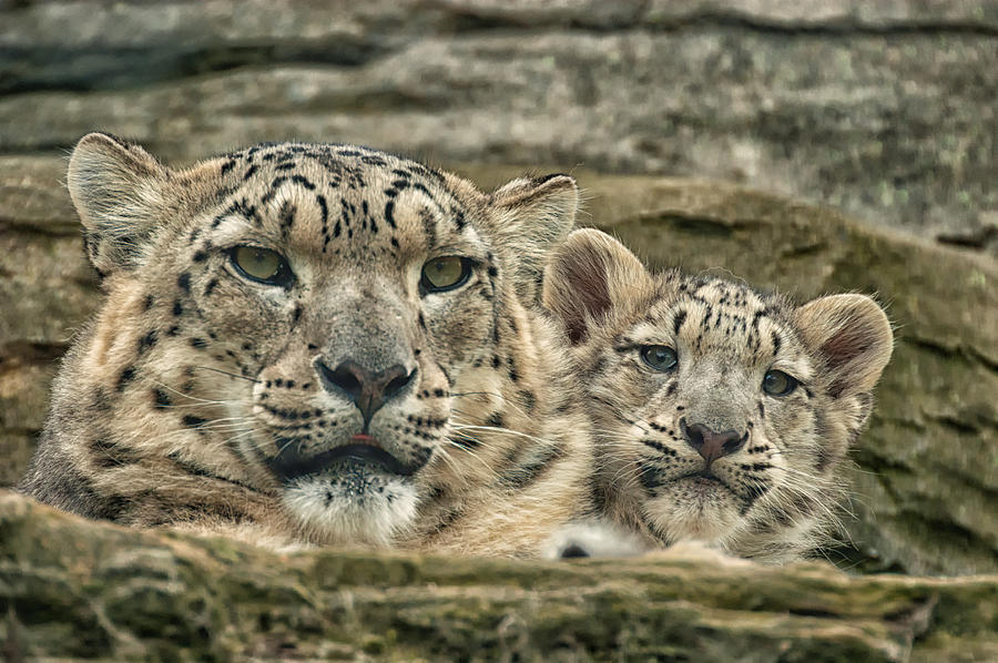 Mother and cub Photograph by Chris Boulton