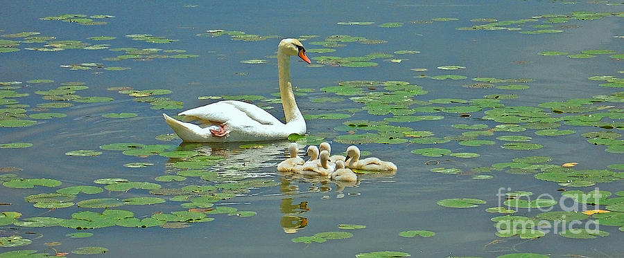 Swan Photograph - Mother and Cygnets by Ann Horn