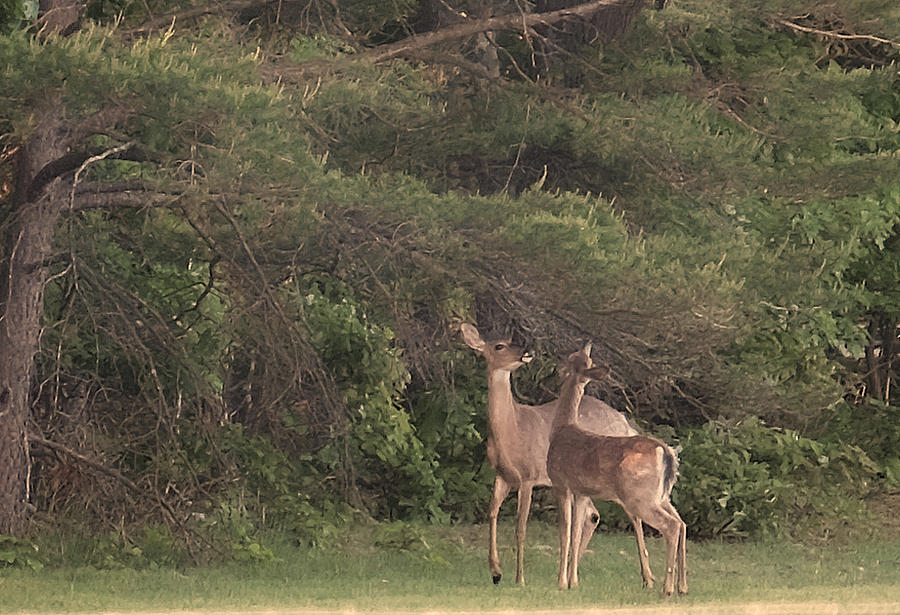 Deer Photograph - Mother and Daughter by Christina Durity