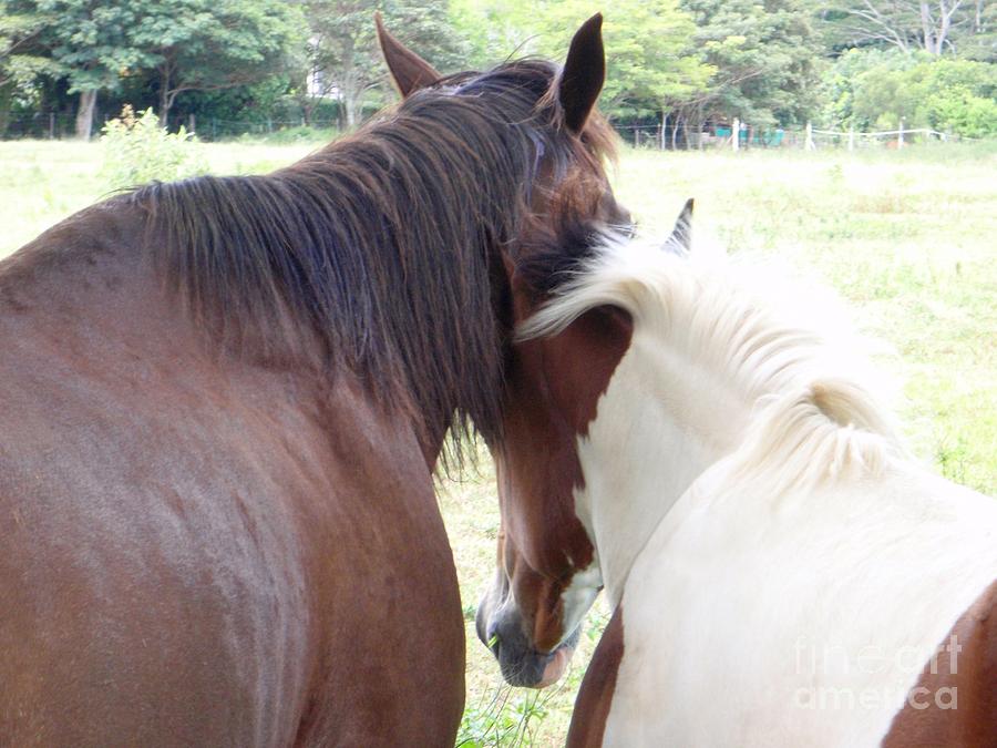 Horse Photograph - Mother and Daughter Private Moment by Mary Deal