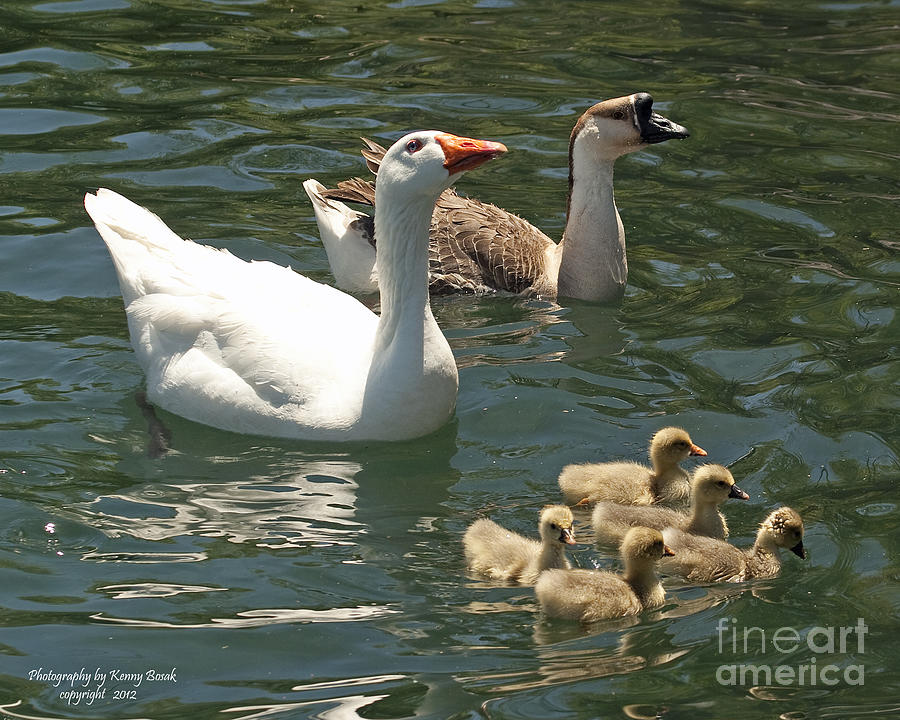 Pilgrim Goose with African Goose and Five Goslings - Mother and Father Goose Photograph by Kenny Bosak