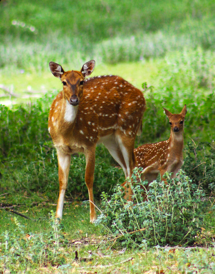 Mother and Fawn Photograph by Julie Keller - Fine Art America