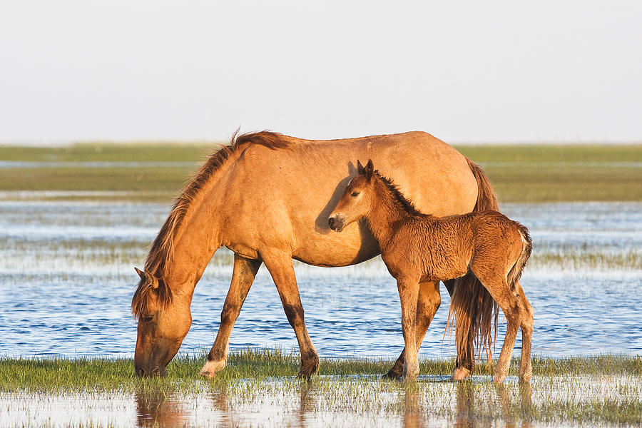Mother and Foal Photograph by Bob Decker