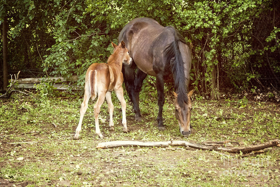 Mother and Foal Photograph by Juli Scalzi