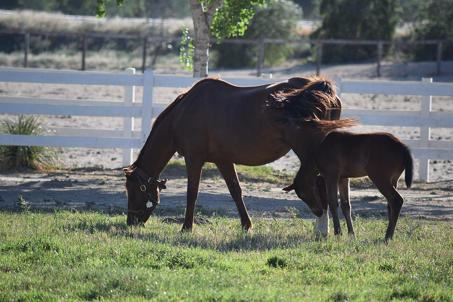 Mother And Foal Photograph
