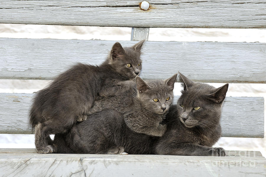 Stray Photograph - Cat and kittens by George Atsametakis