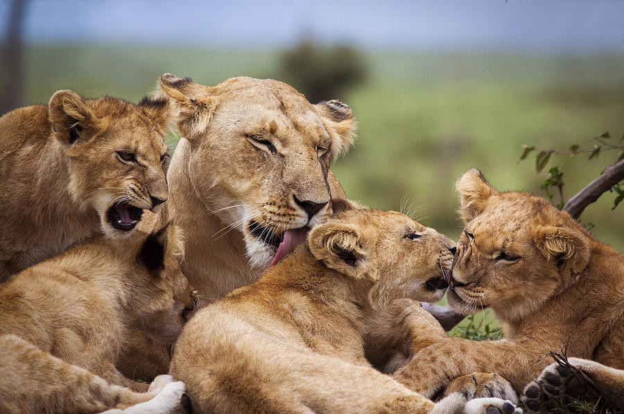 Mother and lion cubs Photograph by WLDavies